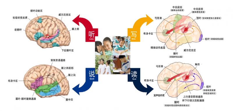 腦科學(xué)最新研究成果揭秘，開啟人類心智新篇章的探索之旅