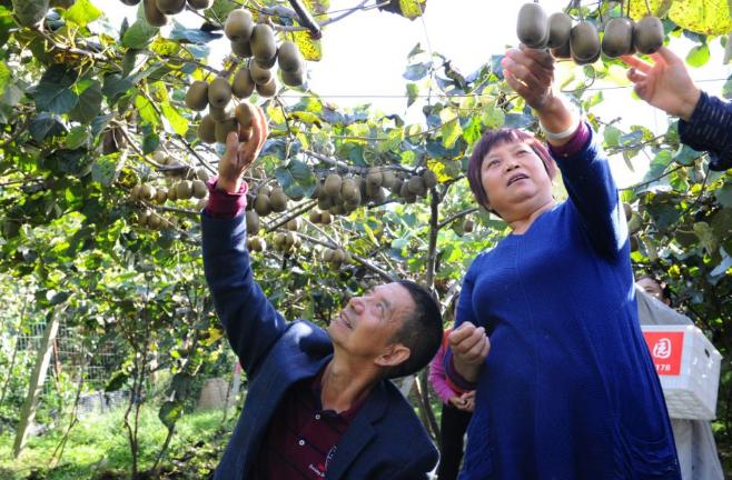 蒼溪最新聞聚焦，時代前沿與地方熱點探索