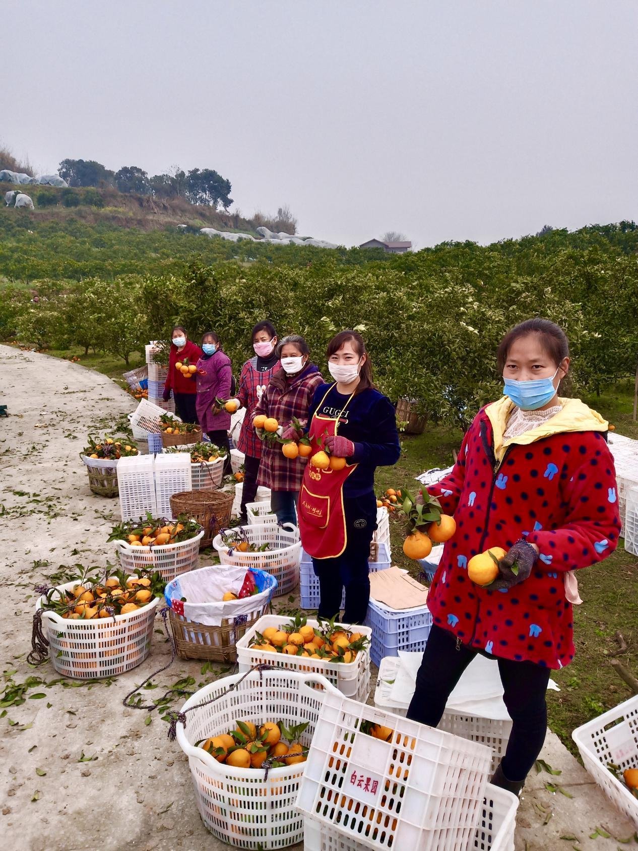 科技與創新引領農業復蘇之路，戰疫助農最新動態更新