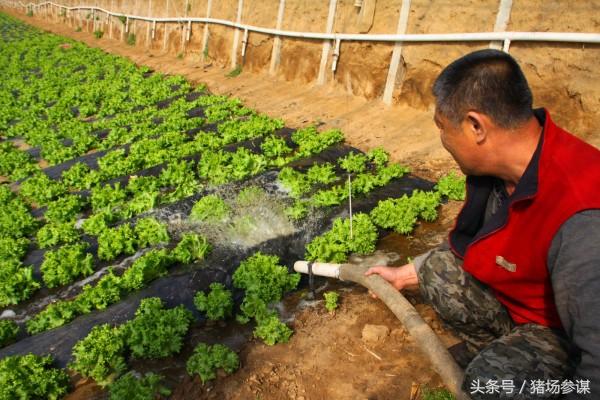 最新規(guī)模養(yǎng)豬場的崛起與挑戰(zhàn)，挑戰(zhàn)與機(jī)遇并存