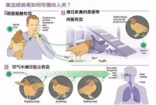 全球禽流感最新動態，防控進展與挑戰概述